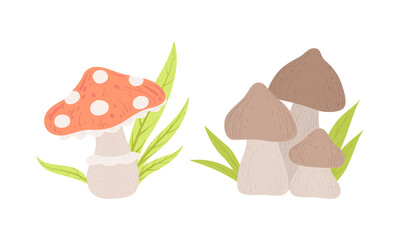 Wall Mural - Edible and Poisonous Mushrooms, Amanita and Shiitake Mushroom Cartoon Vector Illustration