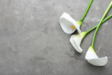 Beautiful calla lilies on grey background