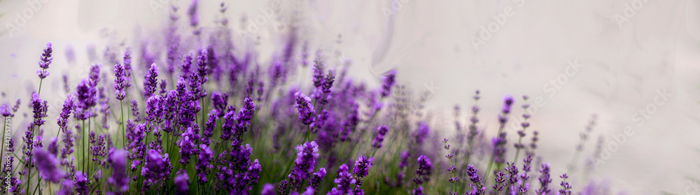 Aromatyczne kwiaty krzaków fioletowej w kąpanej w letnie popołudnie lawendy.. Nieostrość, bokeh. - obrazy, fototapety, plakaty 