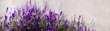 Aromatyczne kwiaty krzaków fioletowej w kąpanej w letnie popołudnie lawendy.. Nieostrość, bokeh.
