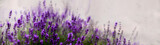 Fototapeta Kwiaty - Aromatyczne kwiaty krzaków fioletowej w kąpanej w letnie popołudnie lawendy.. Nieostrość, bokeh.