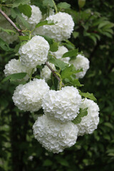 Wall Mural - Close-up of Viburnum opulus branches  with many white flowers in springtime. Snowball bush in the garden 