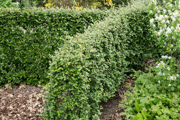 Wall Mural - Hedge of Cotoneaster dielsianus