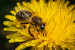 Bee sucks nectar from yellow dandelions