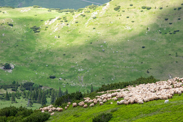 Wall Mural - Flock of sheep on the Transalpina in Romania