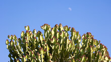 Euphorbia In The Wild - Kruger