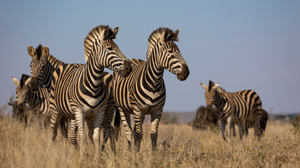 Canvas Print - zebras on the lookout - Kruger national park