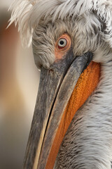 Sticker - Close up portrait of a Dalmatian pelican