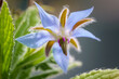 Borretsch Blume blau