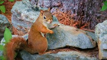 Red Squirrel Posing On Rocks In The Forest.