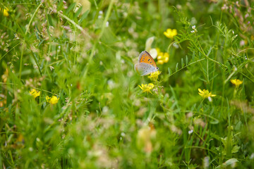 beautiful picture with butterfly on a blade of grass