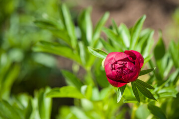 Red Charm peony growing in a garden. Home garden, flower bed. Paeonia, herbaceous perennials and deciduous shrubs. Blooming peony bud in a blooming garden