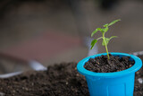 Fototapeta Mapy - tomato plant in the blue pot with ground. In early spring preparations for the garden season.