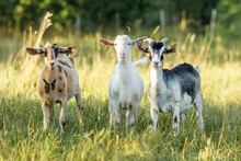 Three, Brown, White And Gray Goats Stand In A Summer Meadow With Long Bends And Look At Us