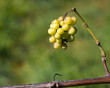 Racimo de uvas verdes colgando de su rama con un fondo verde, en otoño de 2020 en la región del Penedés de Cataluña, España.
