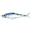 Watercolor sardine fish