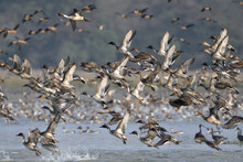 Northern Pintail Ducks Are Flying Over The Wetland