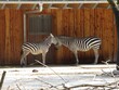 Zebras aus dem Karlsruher Zoo