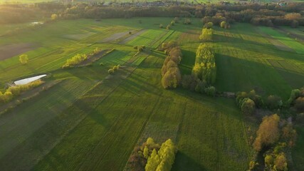 Wall Mural - Aerial view of green fields at morning light	