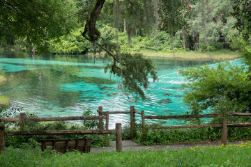 Lush vegation and aqua color spring at Rainbow Springs Park