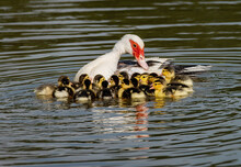 Muscovy Duckling Close-up Free Stock Photo - Public Domain Pictures