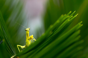 exotic little baby mantis isolated in green natural background for macro photography images collecti