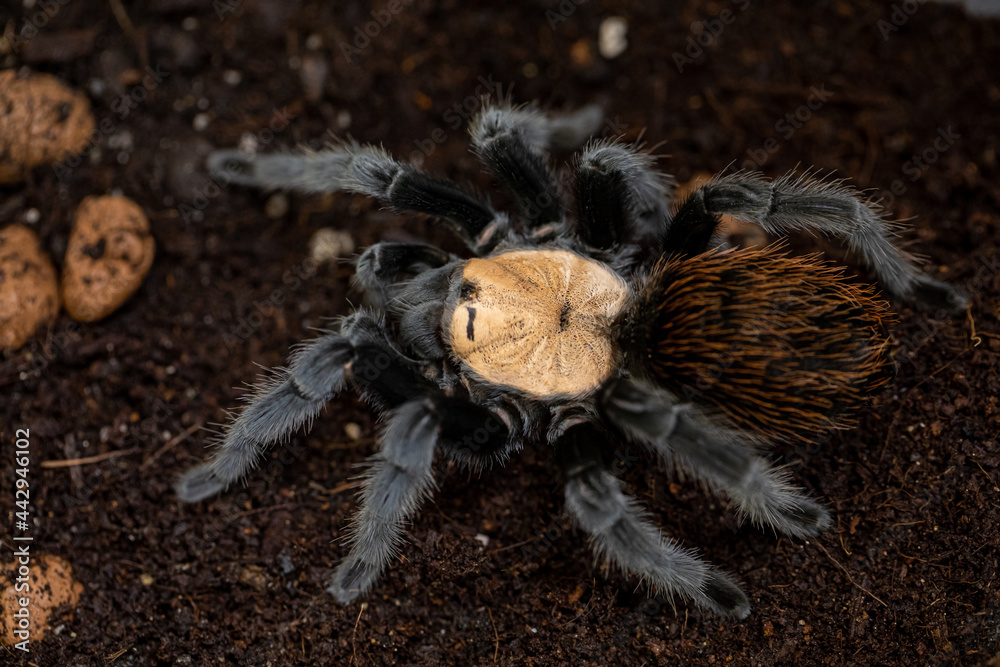 beautiful female Mexican golden red rump tarantula (Brachypelma ...
