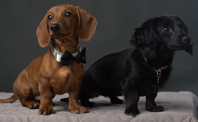 Male and Female Dachshund dogs