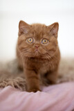 Fototapeta Koty - Katzenbaby Kitten in cinamon Geschwister edel und hübsch