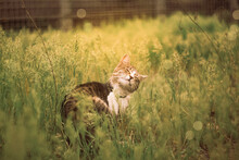 Cat On The Grass