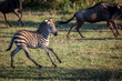 A plains zebra colt runs jumps and plays among a herd of other animals. Kenya.