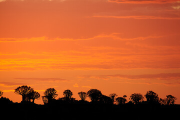 Poster - Kokerboom or Quiver Trees (Aloe dichotoma) at sunset Mesosaurus Fossil Camp near Keetmanshoop Namibia Africa