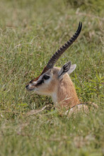 Grant's Gazelle Resting Nanger Granti Ngorongoro Crater Tanzania Africa