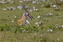 Grant's Gazelle Resting Nanger Granti Ngorongoro Crater Tanzania Africa