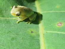 Close-up Macro Portrait Of Super Small Green Frog Sitting On Leaf Litchfield National Park, Australia