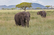 Elephant Serengeti National Park Tanzania Africa