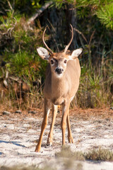 a young male white-tailed deer (odocoileus virginianus) at assateague island national seashore, mary