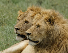Adult Male Lions Resting On Savanna Serengeti National Park Tanzania Africa
