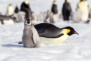 Poster - Antarctica Snow Hill. An emperor penguin adult lies on the snow to help keep it cool while a chick stands nearby.