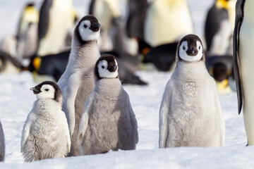 Wall Mural - Antarctica Snow Hill. A group of emperor penguin chicks huddle together which emphasizes the differences in size.