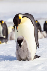 Canvas Print - Antarctica Snow Hill. An emperor penguin chick bows its head hoping to get fed.