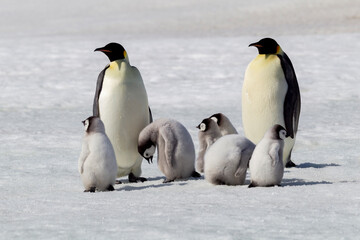 Wall Mural - Antarctica Snow Hill. A group of chicks huddle near two adults hoping to get fed.