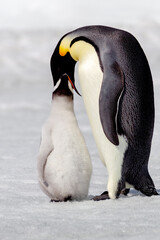 Wall Mural - Antarctica Snow Hill. A chick is fed by its parent.