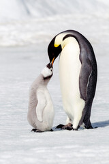 Poster - Antarctica Snow Hill. A chick standing next to its parent vocalizing and interacting.