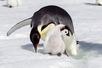 Wall Mural - Antarctica Snow Hill. An emperor penguin and chick wade through the water that has melted from the pack ice.