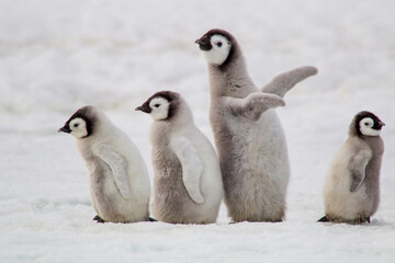 Canvas Print - Antarctica Snow Hill. A group of emperor penguin chicks move from one area of the rookery to another while searching for their parents.