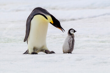 Poster - Antarctica Snow Hill. An adult pecks at a chick that is not its own.