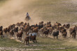 Asia China. Mongolian horseman herding horses.