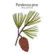 Ponderosa pine or western yellow-pine pinus ponderosa , state tree of Montana