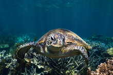 Green Sea Turtle Swimming In Sea